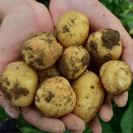 琴江农都 三门市场新鲜土豆当季农家现挖土豆