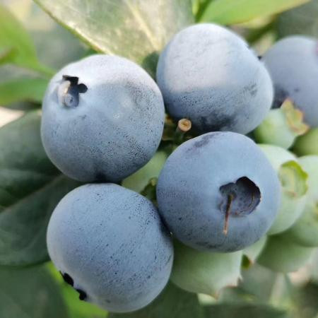 丹东山地蓝莓鲜果大果新鲜水果蓝莓孕妇宝宝图片