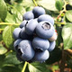 丹东山地蓝莓鲜果大果新鲜水果蓝莓孕妇宝宝