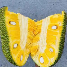海南三亚菠萝蜜当季新鲜水果现摘发货超香甜包邮水果