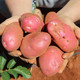 沃鲜汇 红皮土豆黄心小土豆新鲜应季蔬菜现挖土豆