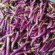 新鲜茄子长茄子细紫线茄土茄子福建蔬菜现摘茄瓜1/3/5斤