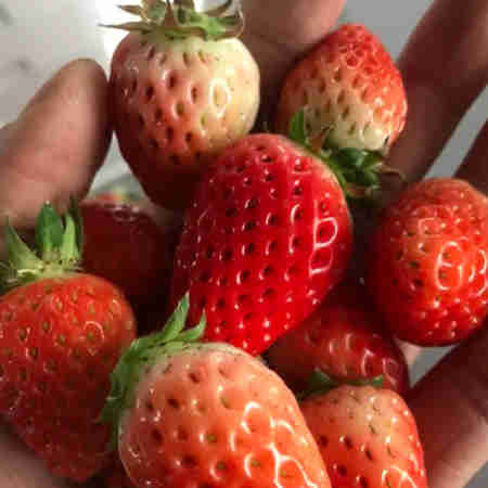 农家自产 仅限仙居本地草莓小小果试吃秒杀需自提