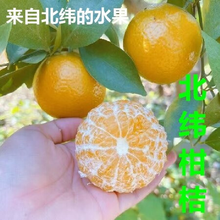 农家自产 云南文山【麻栗坡北纬柑桔】