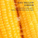 农家自产 农家自产东北黑土地新鲜黄糯玉米真空独立包装2kg（活动）
