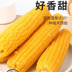 农家自产 农家自产东北黑土地新鲜黄糯玉米真空独立包装2kg（活动）