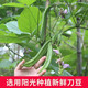 农家自产 【宜春万载】高村小吃新鲜刀豆干 250g/袋