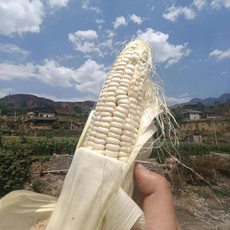农家自产 生鲜玉米