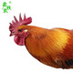 森牧农 四年左右老公鸡 农村大红公鸡 新鲜速冻肉香鲜美散养柴鸡 一只价 4.5斤左右