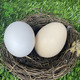 森牧农 农村新鲜土鸡蛋散养柴鸡蛋杂粮喂养蛋月子蛋2天内现捡鲜蛋