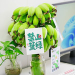 食欲跳动 禁止蕉绿 水培香蕉6斤箱装（带根2-3串） 可观赏黄了后可食用