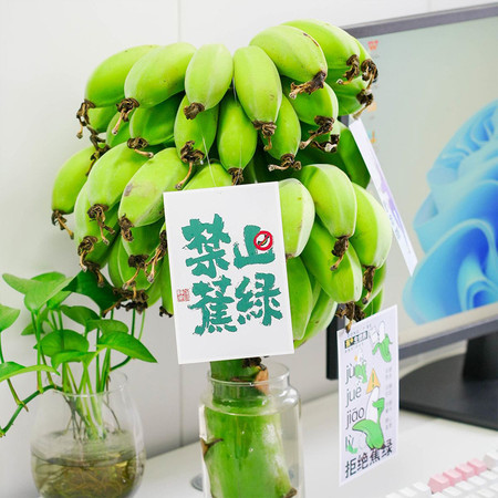  食欲跳动 禁止蕉绿 水培香蕉6斤箱装（带根2-3串） 可观赏黄了后可食用图片