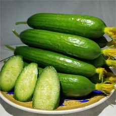 农家自产 寿光新鲜现摘水果无刺小黄瓜2.5-3斤