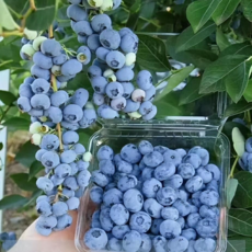农家自产自销 彬江蓝莓1盒