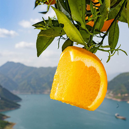 农家自产 秭归脐橙秭归伦晚脐橙新鲜水果 伦晚脐橙9斤大果图片