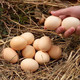 农家自产 土鸡蛋现捡新鲜谷物虫草柴鸡蛋单枚40±5g  40枚装