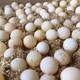 农家自产 甲鱼蛋
