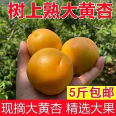 文枝 大黄杏子