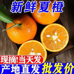 【大降价】新鲜夏橙应季水果甜橙子手剥橙子非血橙薄皮整箱包邮