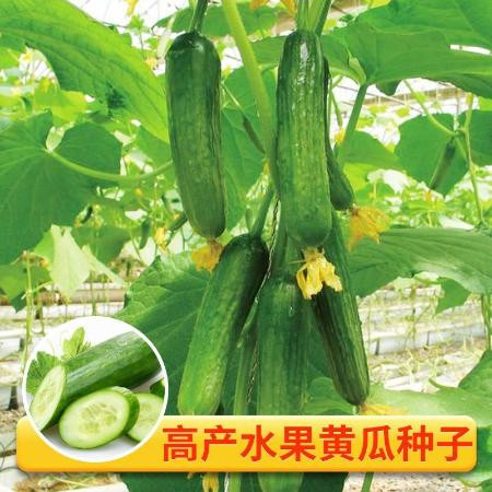 水果小黄瓜种子生吃四季水果种籽蔬菜种子批发高产本地新品种阳台