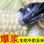 【可生吃】漳州牛奶水果玉米新鲜玉米即食甜玉米代餐即食玉米免煮