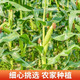 苏北农家蔬菜白糯玉米新鲜现摘黏粘玉米棒子带皮生苞米非转基因