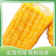 黄糯玉米新鲜糯玉米东北粘糯玉米甜玉米真空包装低脂代餐真空包装