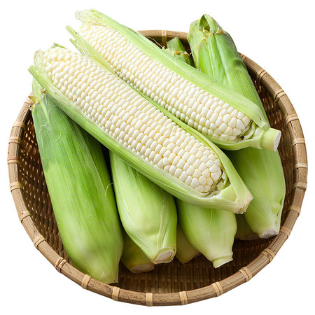 苏北农家蔬菜白糯玉米新鲜现摘黏粘玉米棒子带皮生苞米非转基因图片