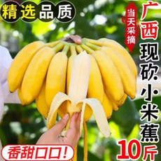 文枝 正宗广西小米蕉香蕉