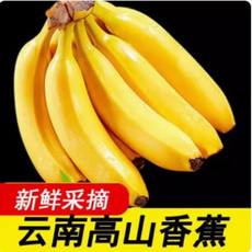 文枝 云南云南威利斯香蕉9斤