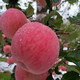 延邮情 陕西子长红富士苹果，北纬37℃