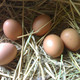 陵溪涧 五峰农家鲜鸡蛋40枚 谷物喂养柴鸡蛋