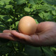 陵溪涧 五峰农家鲜鸡蛋 谷物喂养柴鸡蛋30枚