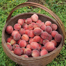 陵溪涧 陵溪涧 红冠脆桃5斤装统果 脆甜水蜜桃新鲜水果