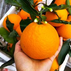 青见果冻橙新鲜橙子2斤水果当季整箱橘子 包邮 悟岳