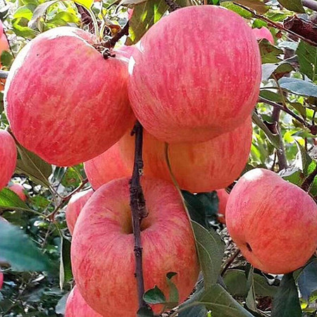 红富士苹果当季新鲜时令水果脆甜爽口 悟岳图片