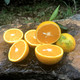 夏橙新鲜当季橙子现摘酸甜脐橙伦晚春橙孕妇水果包邮  悟岳