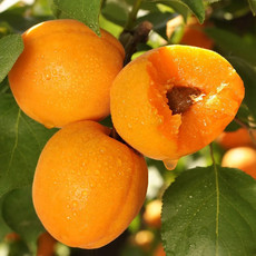 现摘大黄杏子新鲜水果当季陕西时令孕妇酸甜脆鲜  悟岳