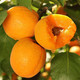  大黄杏子新鲜水果5斤【1斤约8个左右】特大果  悟岳