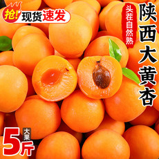 大黄杏子新鲜水果5斤【1斤约8个左右】特大果  悟岳