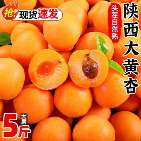  大黄杏子新鲜水果5斤【1斤约8个左右】特大果  悟岳图片