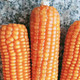 农家自产 小金黄非转基因玉米种农家可留种玉米粒