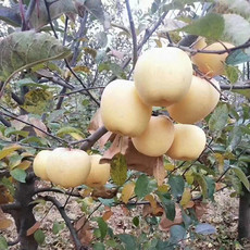 农家自产 山东苹果烟台益生菌奶油富士果园新鲜采摘水果脆甜多汁