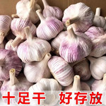 农家自产 金乡新大蒜干蒜紫皮新鲜蔬菜级红皮大蒜头香辣十足