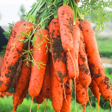 农家自产 新鲜水果胡萝卜蔬菜农家自种现挖红皮萝卜带泥营养丰富