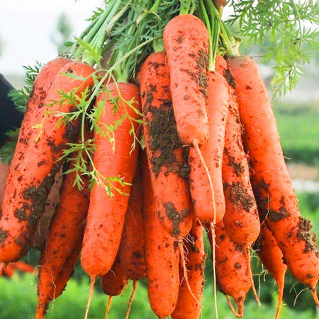 农家自产 新鲜水果胡萝卜蔬菜农家自种现挖红皮萝卜带泥营养丰富图片