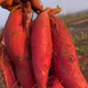 农家自产 新鲜西瓜红红薯