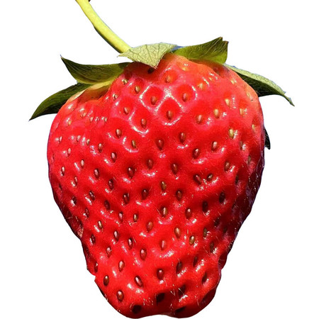 农家自产 四川攀枝花露天草莓新鲜水果图片