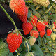 农家自产 四川攀枝花露天草莓新鲜水果