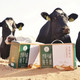 圣牧 沙漠有机纯牛奶3.6克乳蛋白200ml*12包【2月产】